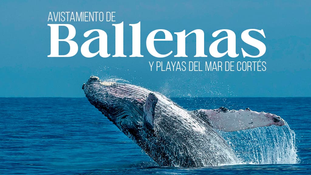 Avistamiento de Ballenas y Playas del Mar de Cortés